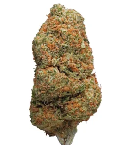 Northern Light UK 