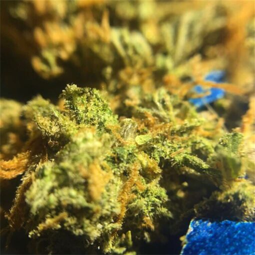 Buy Jack Herer