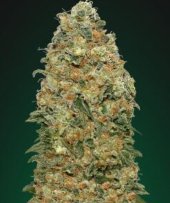 Buy White Widow