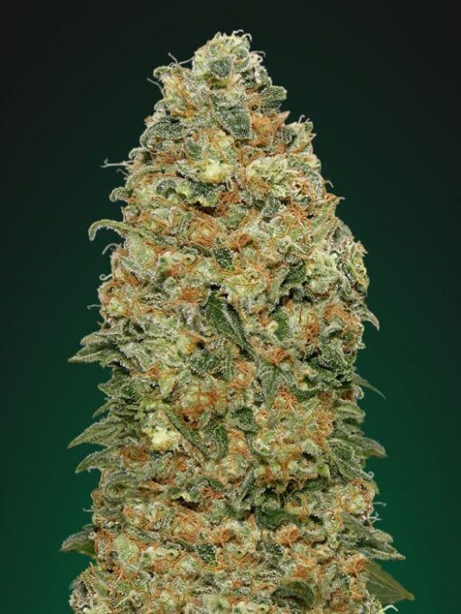 Buy White Widow